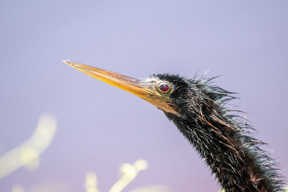 Kakadu: Darwin's World Heritage Backyard
