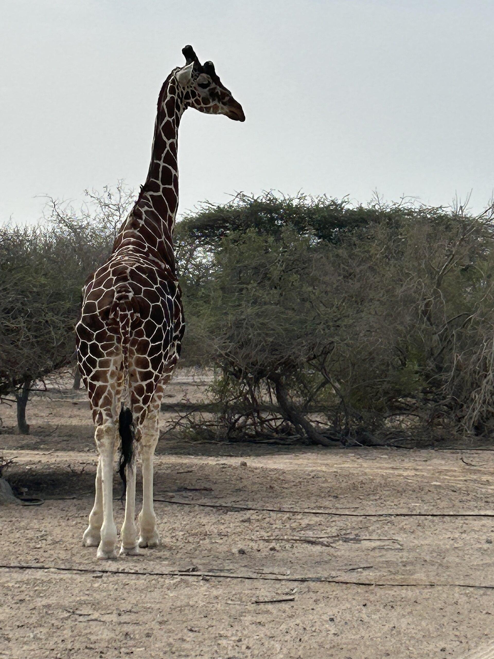 Sir Bani Yas Island and Its Arabian Wildlife Park