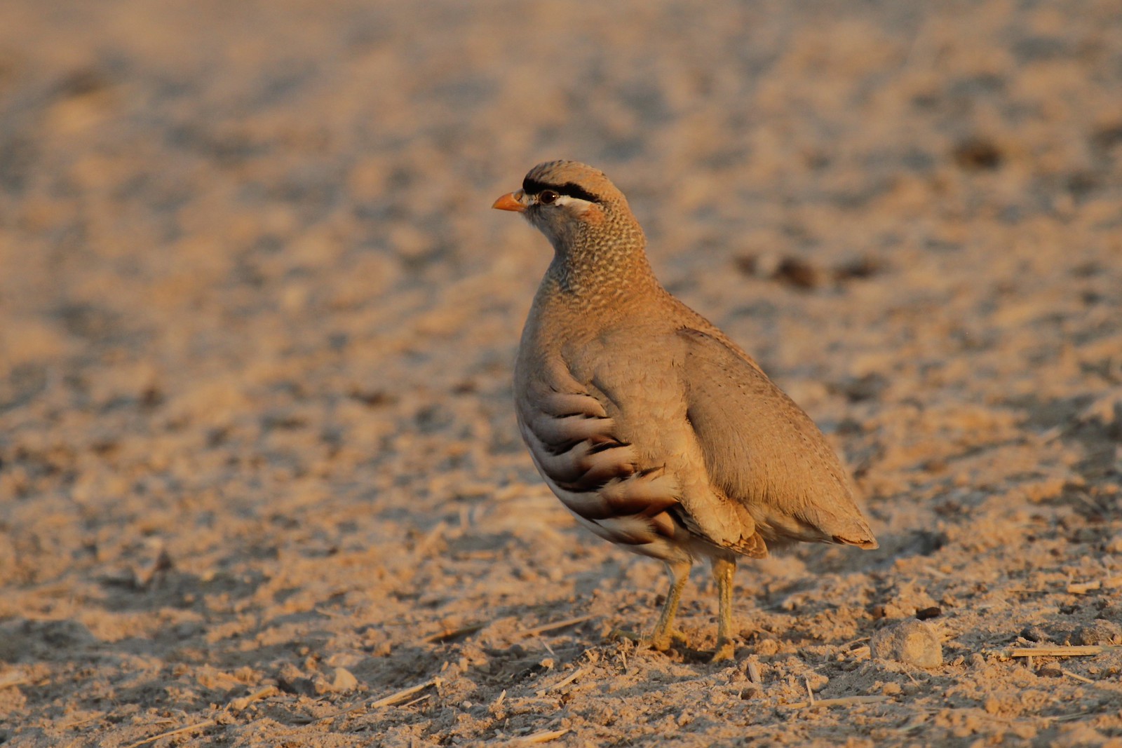 Sir Bani Yas Island and Its Arabian Wildlife Park