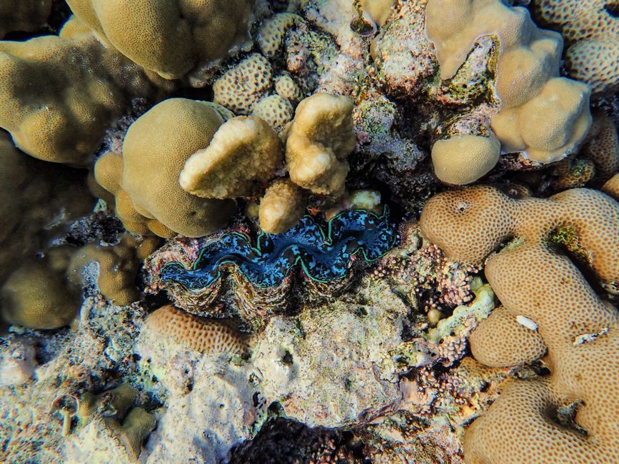 Diving the Great Barrier Reef from Cairns