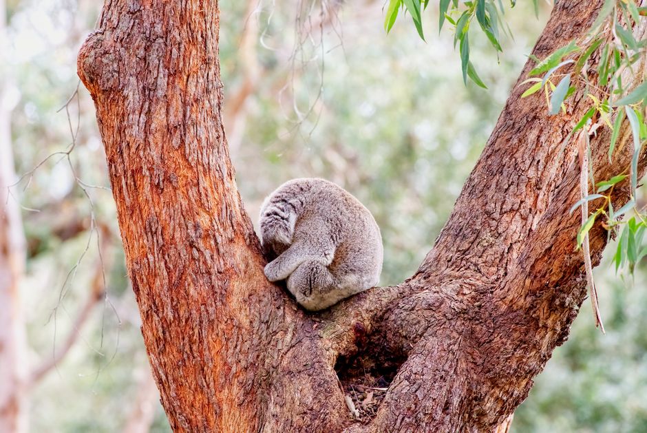 Why Australians are sleeping worse and what to do