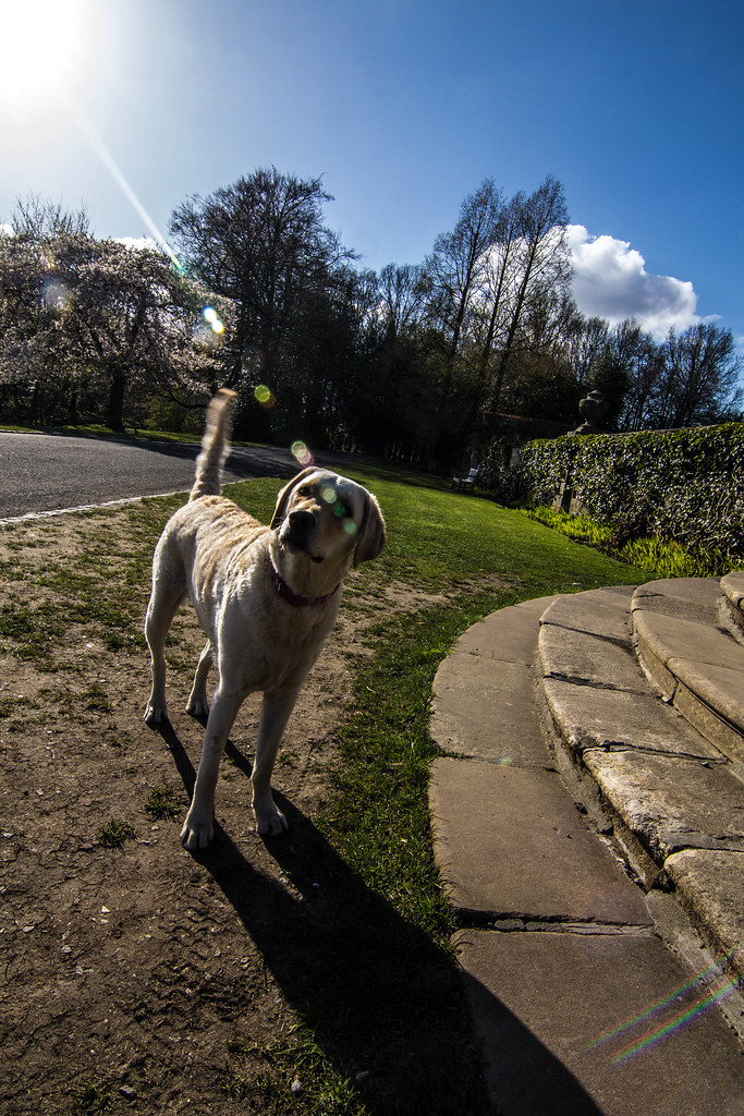 Glasgow Parks Transform Into Dog-Walking Fitness Hubs