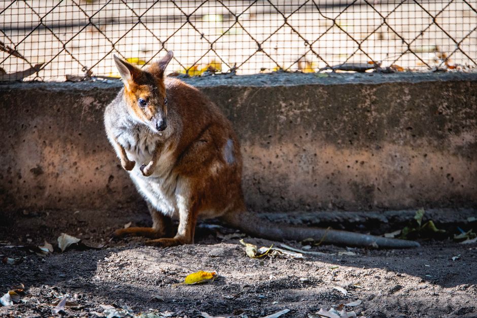 Dog Parks Townsville: Queens Park & Fitness Community