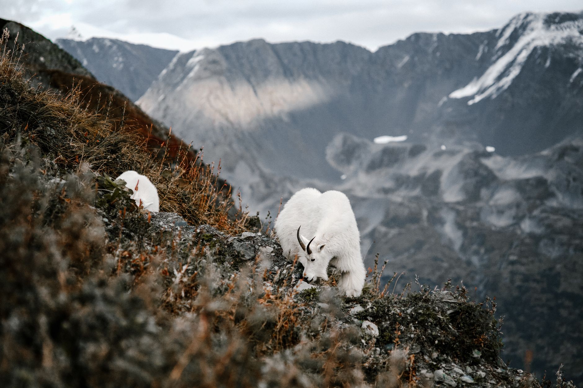 Federal Regulators Narrow Endangered Species Habitat Protections in July 2026