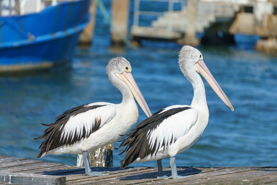 NSW Confirms First H5 Bird Flu Case: Australia's Pandemic Readiness Exposed