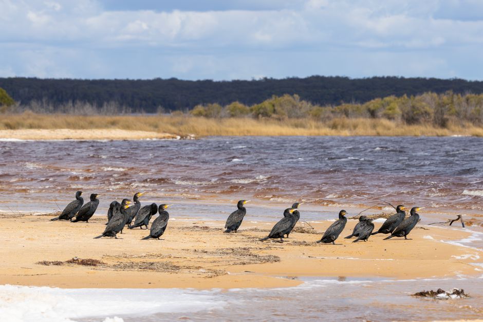 Avian flu detected in South Australia as wildlife rescuers mobilise to prepare for outbreak