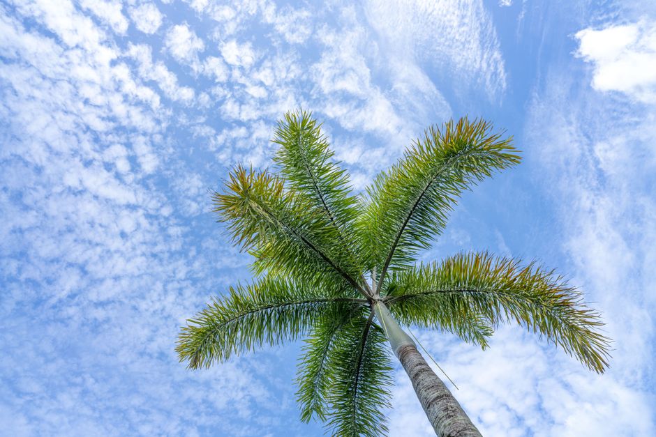 LocalVault: The Cairns cybersecurity startup you need to know about this month